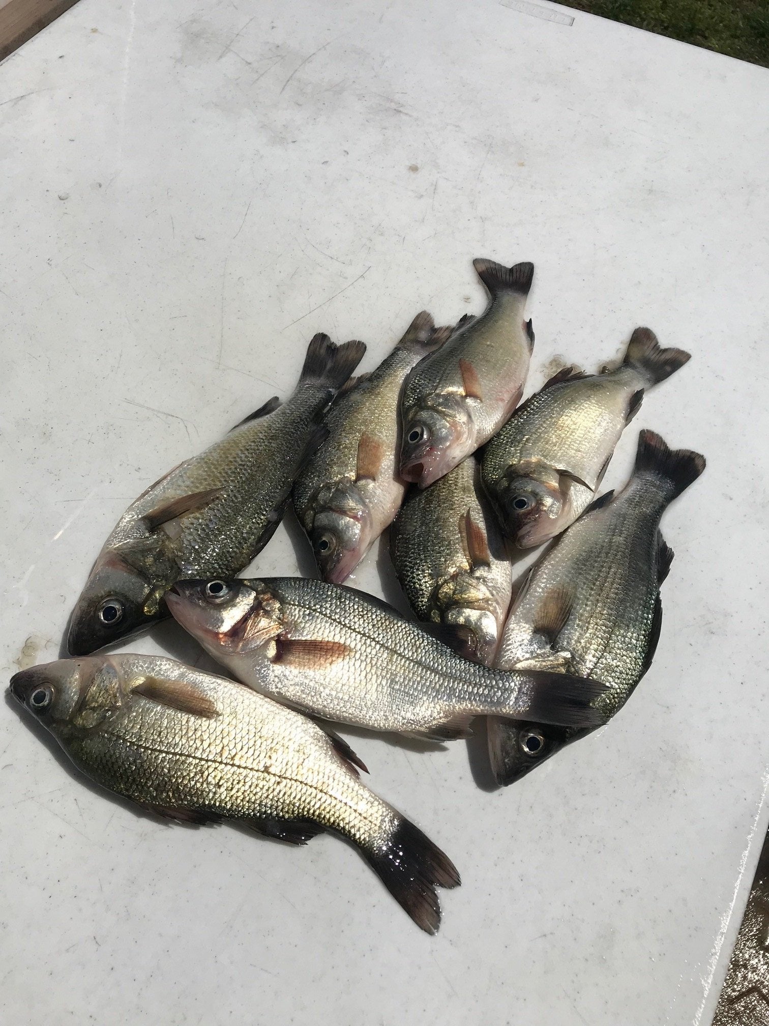 Fishing Report - White Perch under my dock light