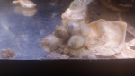 Marine invertebrates Natural material Marine biology Underwater Ingredient