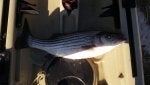 Fin Fish Seafood Ray-finned fish Electric blue