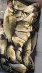 Food Seafood Fish Ray-finned fish Metal