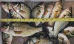 Food Organism Seafood Fish Cuisine